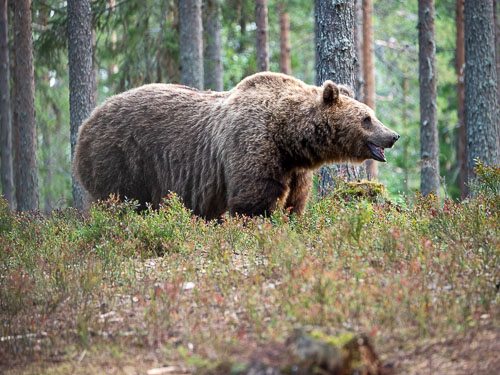 Bären - Tag 1 im Wald