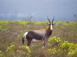 20220526Gansbaai-0246.jpg