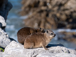 20220527BettysBay-0266.jpg