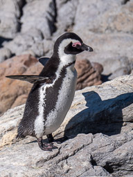20220527BettysBay-0374.jpg