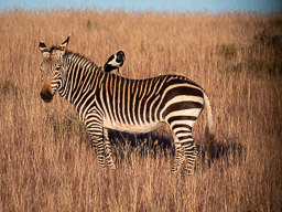 20220605Mountain_Zebra_Tag1-0421.jpg