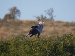 20220607Zebra_Mountain_Tag2-0730.jpg