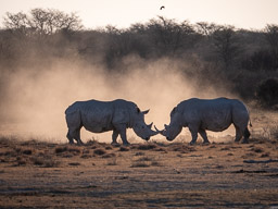 20220904Kama_Rhino-0889.jpg