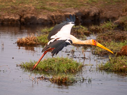 20220920Savuti_Kasane-0768.jpg