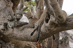 20230620Serengeti-00903.jpg