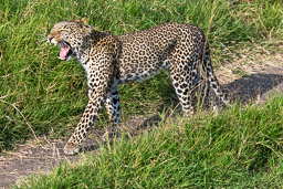 20230714Maasai_Mara_Tag3-00534.jpg