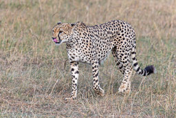 20230714Maasai_Mara_Tag3-01224-664.jpg