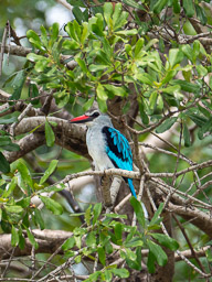 20230731Lake_Bunyonyi-00886-Verbessert-RR.jpg