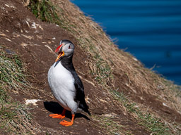 Puffins
 Hero