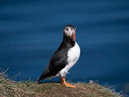 20200730-Börgarfjördur-1139.jpg