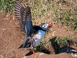 20200730-Börgarfjördur-1147.jpg