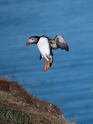 20200730-Börgarfjördur-1329.jpg