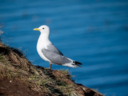 20200730-Börgarfjördur-1378.jpg