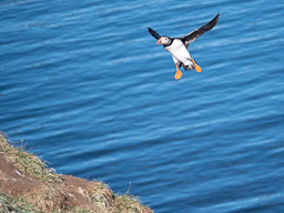 20200730-Börgarfjördur-1380.jpg