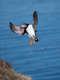 20200730-Börgarfjördur-1428.jpg