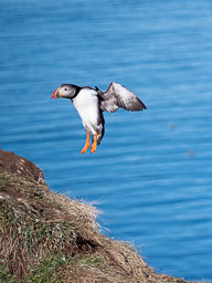 20200730-Börgarfjördur-1433.jpg