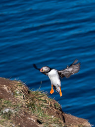 20200730-Börgarfjördur-1458.jpg