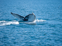 20200816-Sigluffjördur-0156.jpg