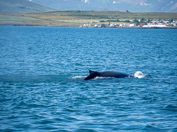 20200816-Sigluffjördur-0221.jpg
