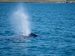 20200816-Sigluffjördur-0245.jpg