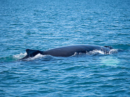 20200816-Sigluffjördur-0261.jpg