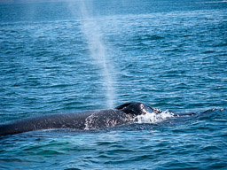 20200816-Sigluffjördur-0347.jpg
