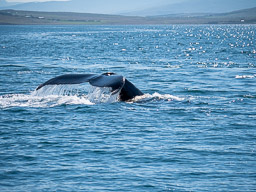 20200816-Sigluffjördur-0387.jpg