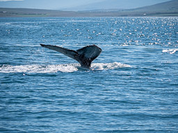 20200816-Sigluffjördur-0392.jpg