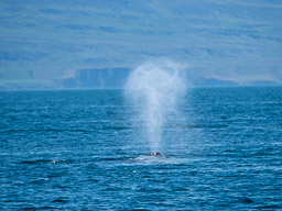 20200816-Sigluffjördur-0416.jpg