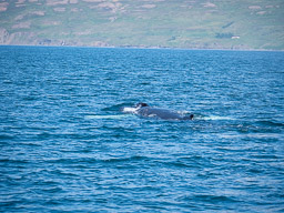 20200816-Sigluffjördur-0515.jpg