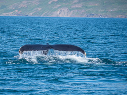 20200816-Sigluffjördur-0526.jpg