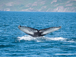20200816-Sigluffjördur-0532.jpg