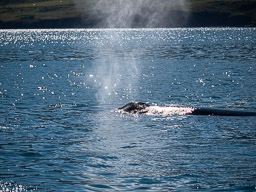 20200816-Sigluffjördur-0561.jpg