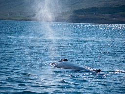 20200816-Sigluffjördur-0572.jpg