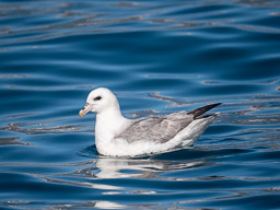 20200816-Sigluffjördur-0656.jpg