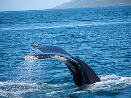20200816-Sigluffjördur-0699.jpg