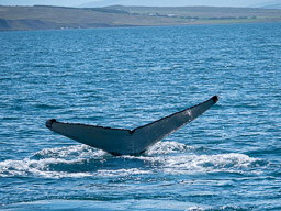 20200816-Sigluffjördur-0764.jpg