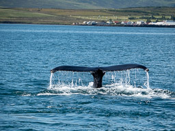 20200816-Sigluffjördur-0927.jpg