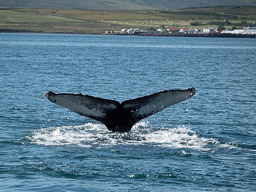 20200816-Sigluffjördur-0931.jpg