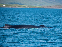 20200816-Sigluffjördur-1010.jpg
