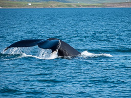 20200816-Sigluffjördur-1027.jpg