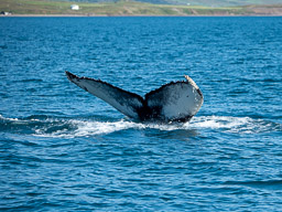 20200816-Sigluffjördur-1033.jpg