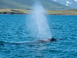 20200816-Sigluffjördur-1255.jpg