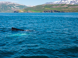 20200816-Sigluffjördur-1264.jpg