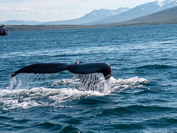 20200816-Sigluffjördur-1306.jpg