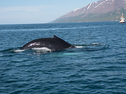 20200816-Sigluffjördur-1335.jpg