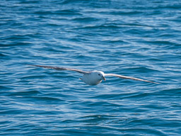 20200816-Sigluffjördur-1475.jpg