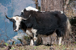091103Himalaya4981.jpg
