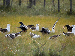 20210812Boreal_Tag2-0222.jpg