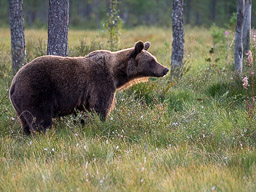 20210812Boreal_Tag2-0756.jpg